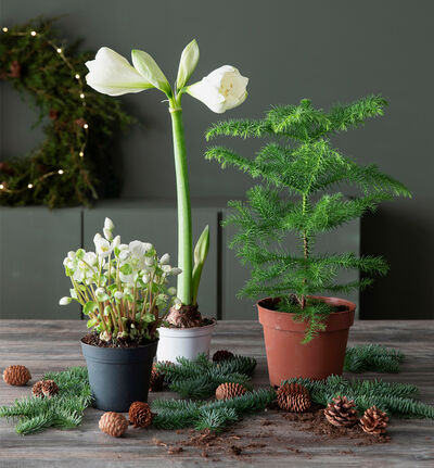 Julens hvite plantepakke stor